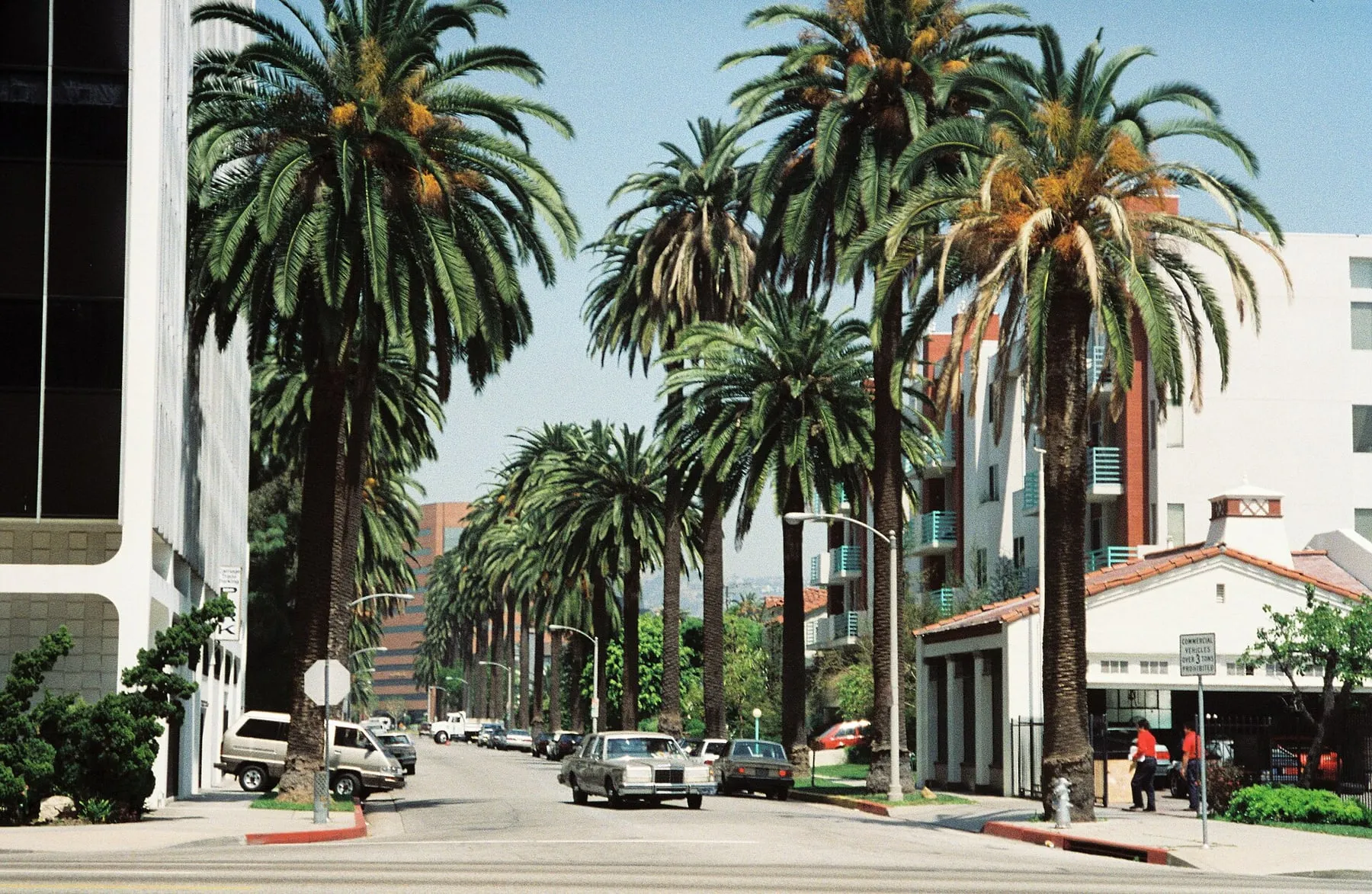 Palm-lined residential street in Beverly Hills, California