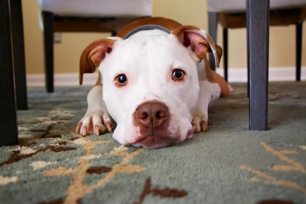 A white and brown pit bull lying on a patterned carpet, looking up