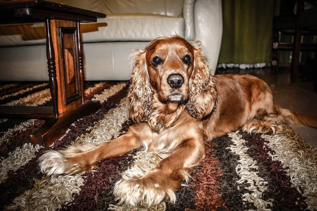 A cocker spaniel lying on a shaggy area rug