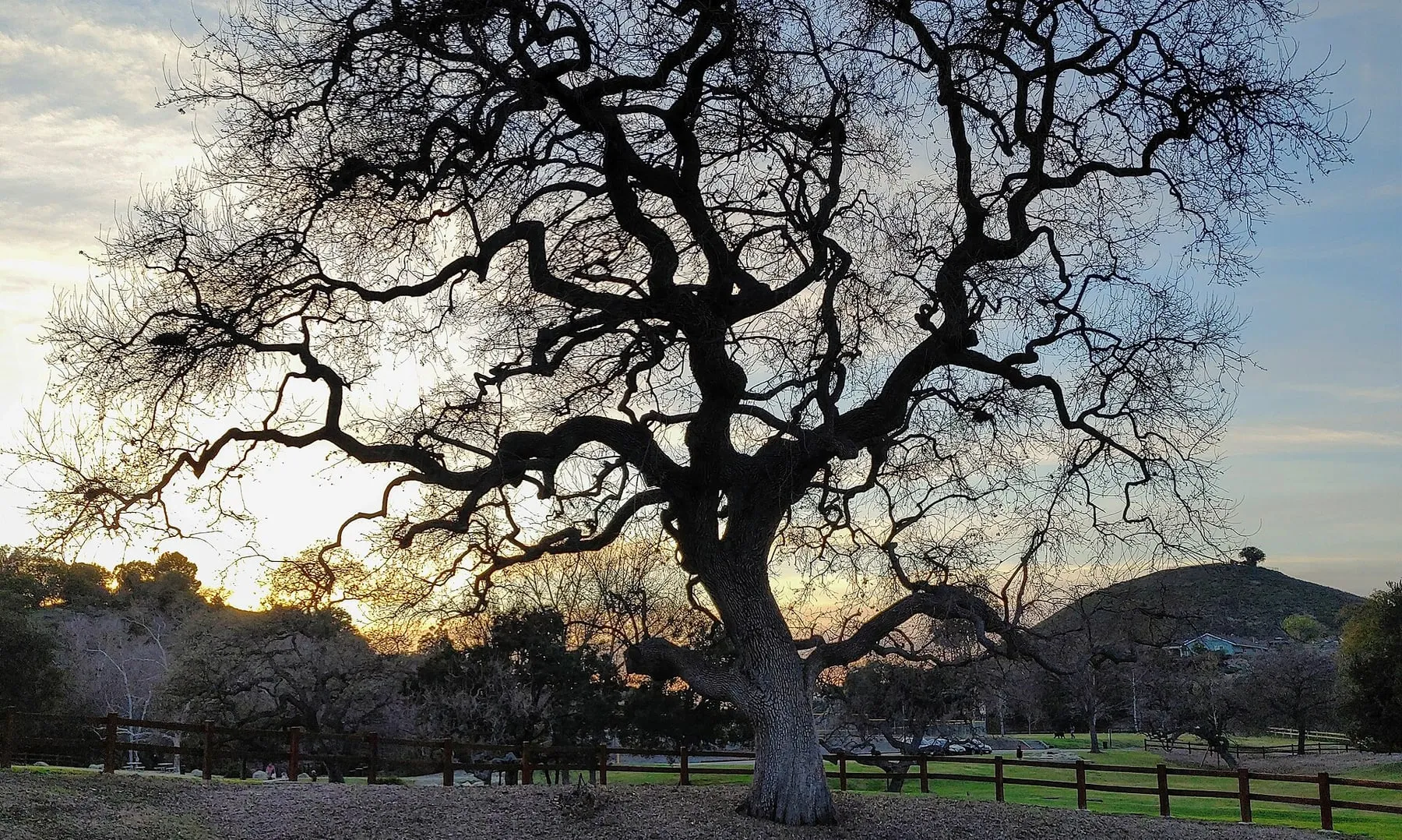 A California valley oak silhouetted at sunset in Thousand Oaks